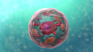 A Level Biology Topic 1 Cell Structure [upl. by Semmes434]