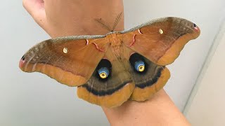 Fuzzy Giant Silk Moth Polyphemus Moth [upl. by Eednyl183]