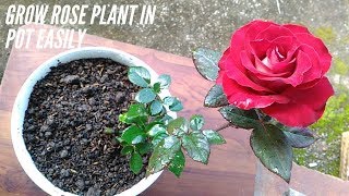 How to Grow Rose Plant in a Pot at Home Easily [upl. by Adnawal]