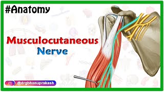 Musculocutaneous nerve Anatomy USMLE Step 1 Origin Course innervation and Clinical relations [upl. by Mcneely]