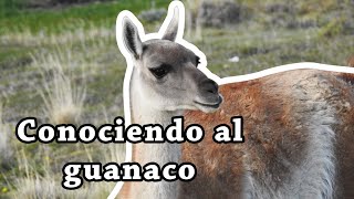 Conociendo al guanaco [upl. by Sanfred259]