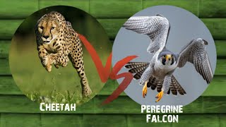 Who is the fastest animal in the world Cheetah or Peregrine Falconවේගවත්ම සත්වයා චීටා දApen Ehá [upl. by Laurel]