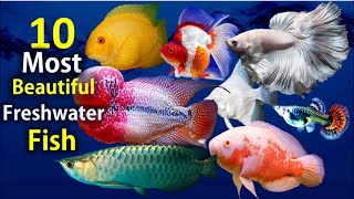 10 Most Beautiful Freshwater Fish for Aquarium [upl. by Enimaj]