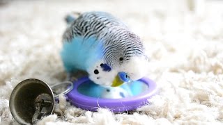 Budgie Sounds Talking to the mirror [upl. by Marlie]