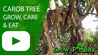 Carob tree  grow amp care Ceratonia silique [upl. by Jaquenetta]