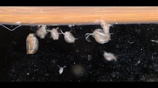 Culturing DaphniaTuesday Tip [upl. by O'Callaghan]