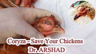 CORYZA in Chickens  Coryza Causes Signs Symptoms Prevention and Treatment  Dr ARSHAD [upl. by Aseret]