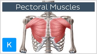 Pectoral Muscles Area Innervation amp Function  Human Anatomy  Kenhub [upl. by Nnyleuqcaj]