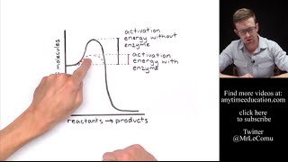 How Do Enzymes Work Activation Energy [upl. by Tunnell]