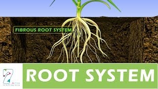 ROOT SYSTEM [upl. by Acnoib]