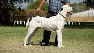 ALABAI DOGS THE GREAT CENTRAL ASIAN SHEPHERDS [upl. by Amund869]