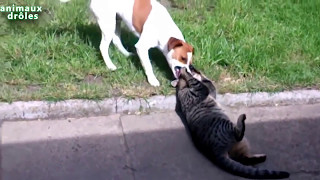 Vidéo Chiens contre Chats [upl. by Noitna]