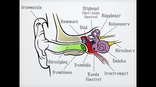 Hörsel och balans [upl. by Esoryram585]