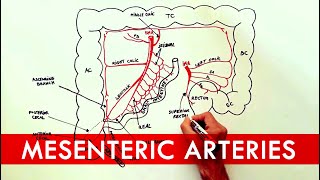 Anatomy tutorial  The Mesenteric Arteries [upl. by Hanikehs]