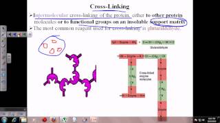 Enzyme immobilization [upl. by Beckett545]