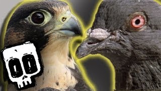 Peregrine vs Pigeon Deadliest Showdowns Ep 1  BBC Earth Explore [upl. by Aidnis]