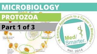 Protozoa  Microbiology  USMLE STEP 1  Part 1 of 3 [upl. by Mathe]