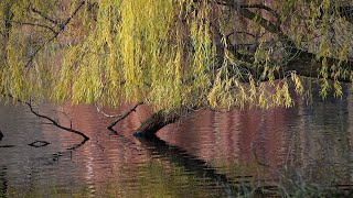 George Butterworth  The Banks of Green Willow [upl. by Osana]