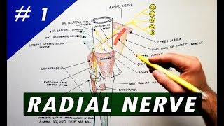 Radial Nerve  part 1  Anatomy Tutorial [upl. by Monika]