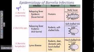 Borrelia sp [upl. by Revert]