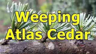 Weeping Atlas Cedar  Cedrus atlantica ‘Glauca Pendula’  HD Video 01 [upl. by Anilorac]