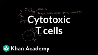 Cytotoxic T cells  Immune system physiology  NCLEXRN  Khan Academy [upl. by Atirehc]