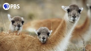 The Unique Birthing Ritual of Guanacos [upl. by Nared480]