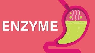 What are Enzymes [upl. by Ahsilram801]