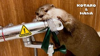 なぜか自分でシャワー出してブチギレるカワウソ Otter Turns on the Faucet and Gets Angry [upl. by Narda]