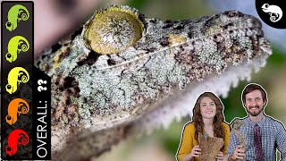 Mossy Leaftailed Gecko The Best Pet Lizard [upl. by Ardine859]