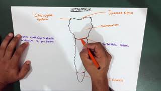 Introduction  Thorax  Sternum  Part 1 Anatomy [upl. by Akcebar780]