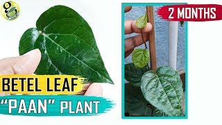 BETEL LEAF PLANT at home  How to Grow Betel plant Paan Plant Care Tips and Propagation in English [upl. by Krock582]