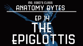 Epiglottis  Ep 14 Anatomy Bytes [upl. by Lewellen]