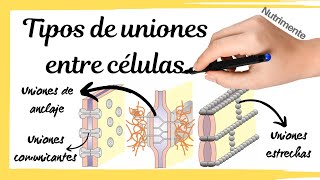 Tipos de UNIONES entre las CÉLULAS [upl. by Lebbie704]