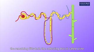 Animation E1 11 Ultrafiltration and reabsorption [upl. by Rotow]