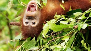 These Orangutans Get a Crash Course in Nest Building [upl. by Bernelle734]