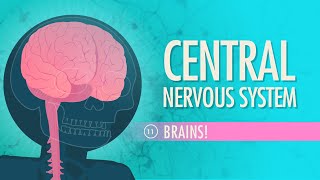 Central Nervous System Crash Course Anatomy amp Physiology 11 [upl. by Jerrie]