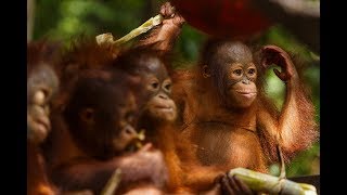 Orangutan Jungle School – New Season Trailer [upl. by Nagram]