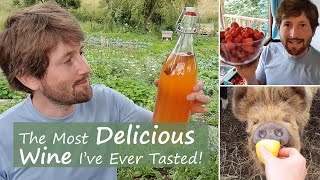 How to Make Strawberry Wine  Easy Recipe For Beginners [upl. by Thalassa]