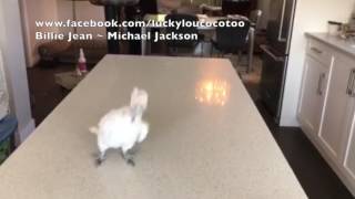 Dancing Cockatoo Coco Jackson [upl. by Smiga]