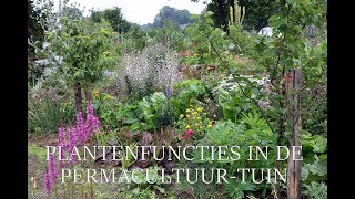 Plantenfuncties in de permacultuur tuin [upl. by Felty]