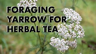 Foraging Yarrow for Herbal Tea [upl. by Rola33]