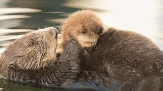 Sea Otter Orphan Gets Adopted [upl. by Gannes]