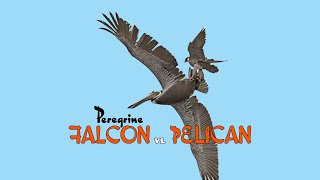 Falcon vs Pelican [upl. by Ree541]