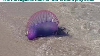 9 Facts about the Portuguese man o war [upl. by Zarihs808]