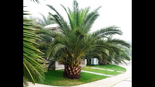 Phoenix Canariensis [upl. by Theta922]