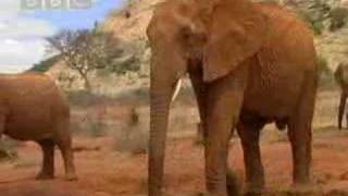 Wild African elephant with attitute  BBC wildlife [upl. by Ennaeerb]