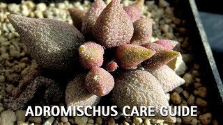 Adromischus Care Guide [upl. by Gnof46]