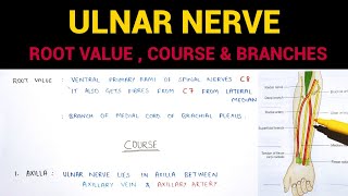 Ulnar Nerve Anatomy  Complete  Upper Limb Anatomy [upl. by Player]