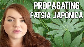 PROPAGATING FATSIA JAPONICA  Water and Sphagnum Moss  Miss Bird [upl. by Anerrol]